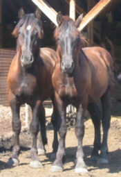 Percheron J�hrlinge