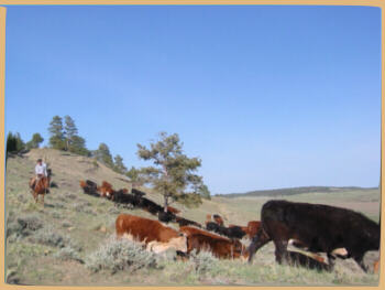 Travis beim Cattle Drive